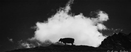 cow and cloud