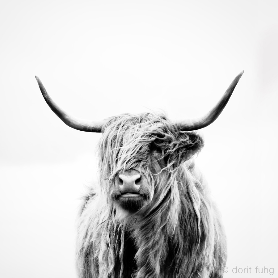 Portrait of a Highland Cow. Applecross. Scotland